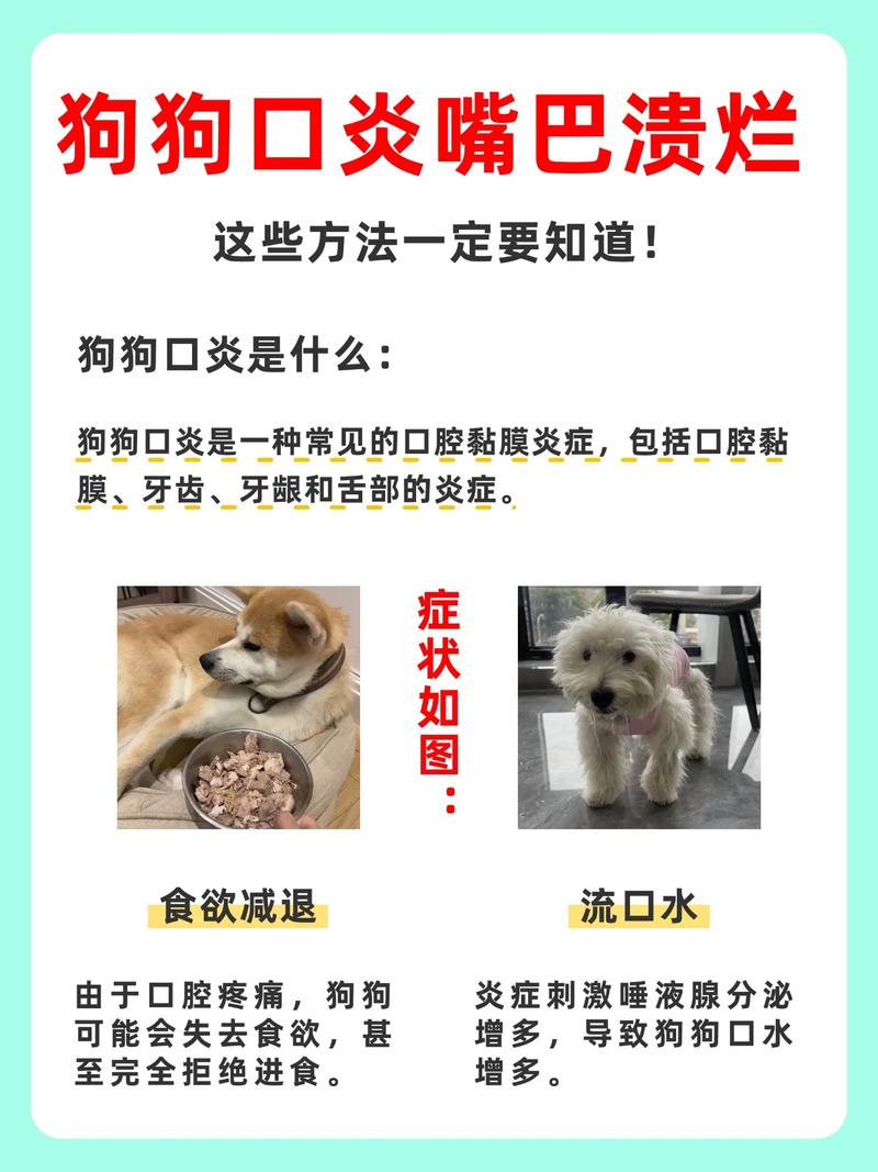 狗狗口腔溃疡吃什么药好得快?