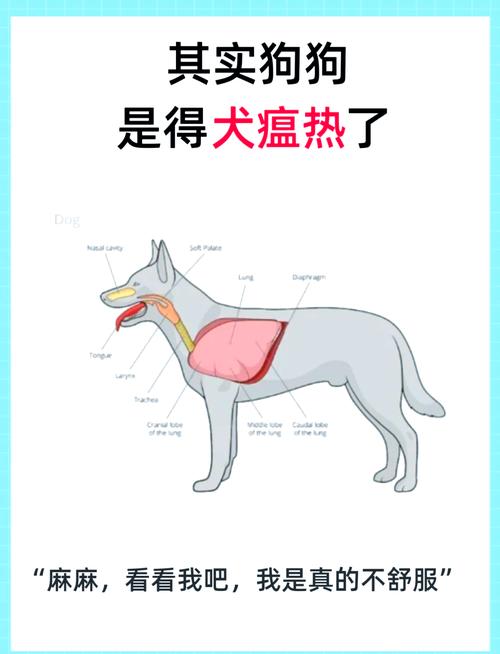狗狗得犬瘟吃什么药