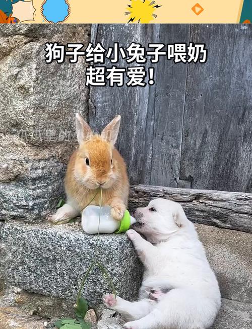 小狗可以吃大白兔奶糖吗