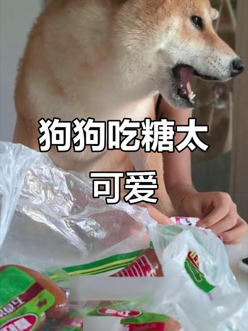 狗狗能不能吃牛奶糖