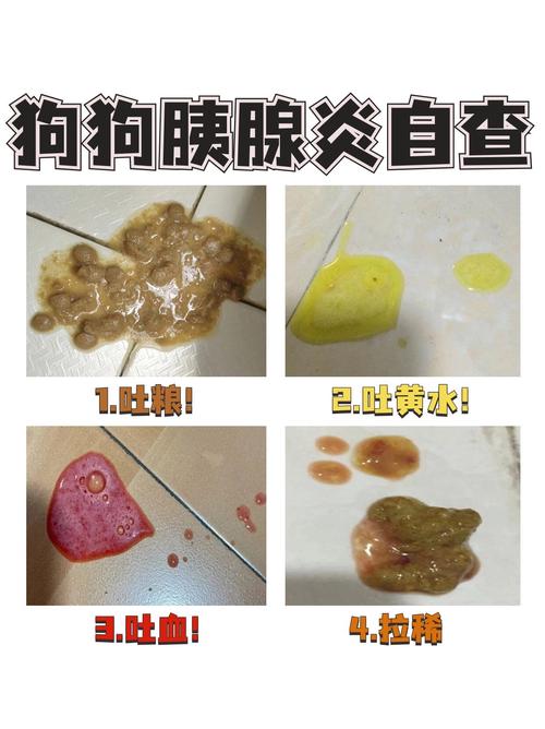 狗狗得胰腺炎