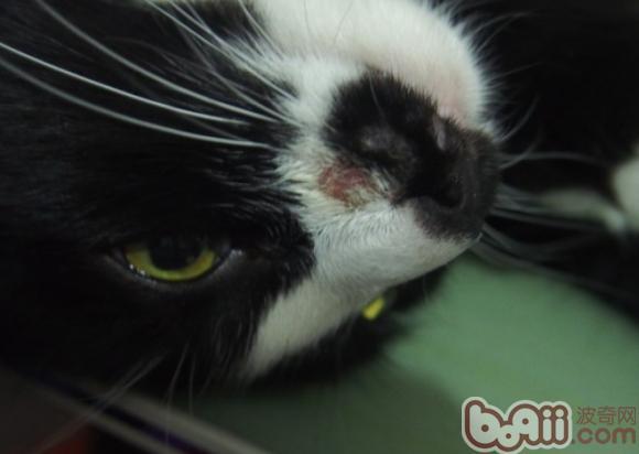 猫咪嘴角毛根部位有红色和黑色结痂怎么办?