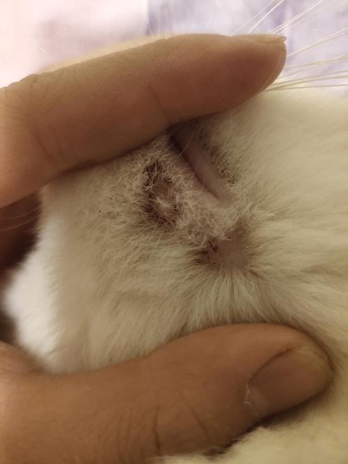 猫咪嘴边有黑色结痂