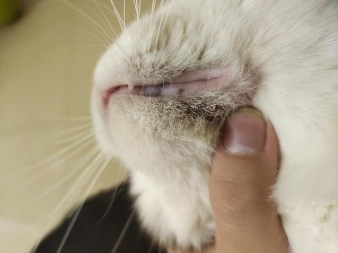 猫咪嘴角出现黑色结痂
