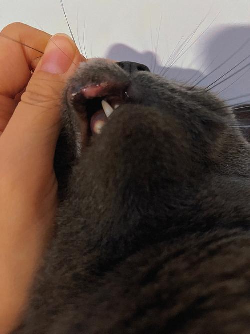 猫咪嘴角边缘有黑色结痂是怎么回事?