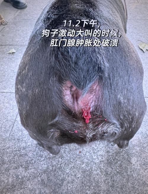 狗狗肛门发炎红肿涂抹什么药好的快