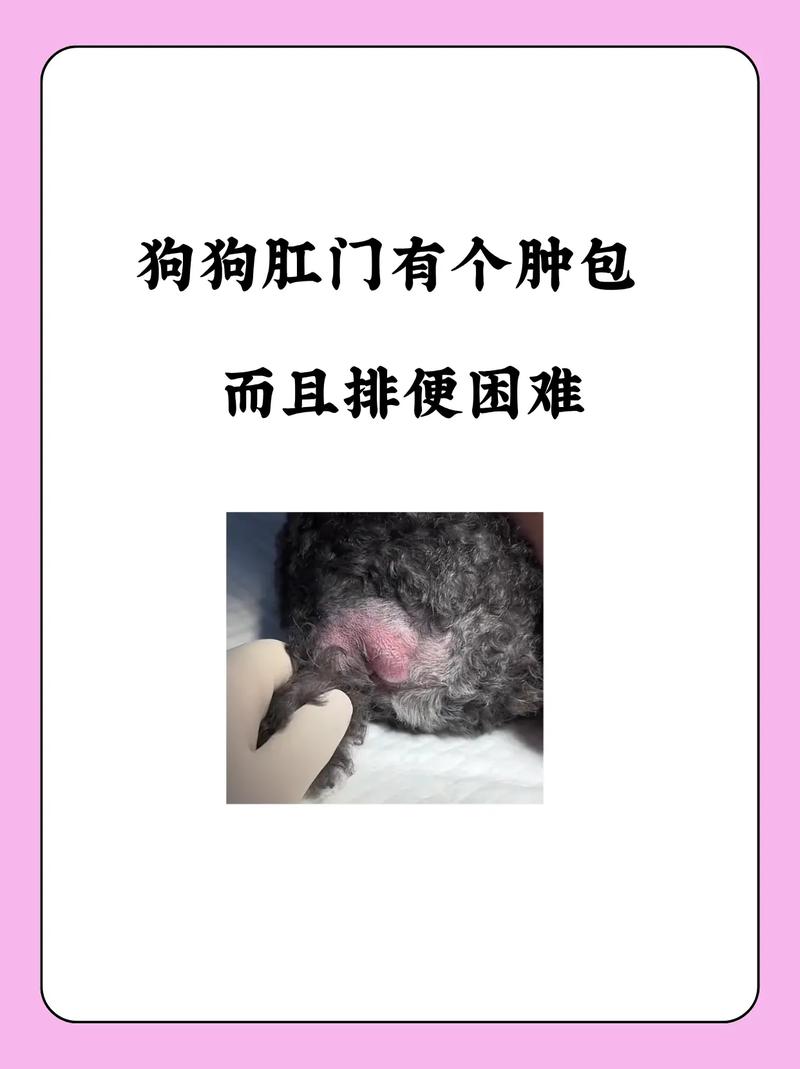 狗肛门红肿排便困难