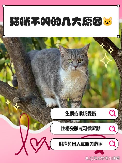 猫咪不爱叫是什么性格