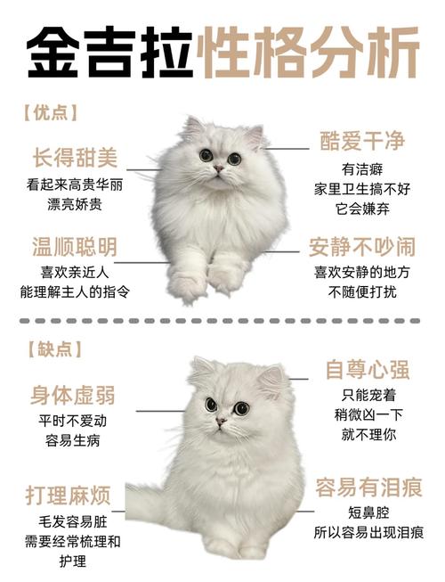 美短虎斑为什么不爱叫,虎斑猫不喜欢叫吗