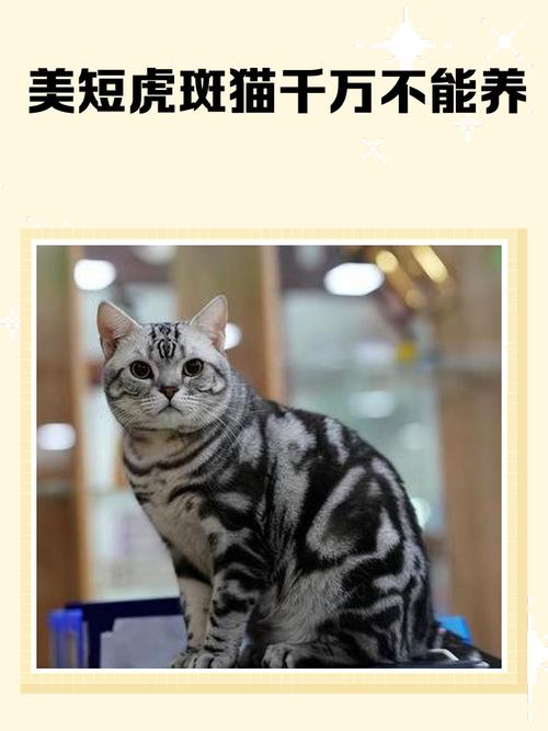 猫咪为什么晚上不叫唤