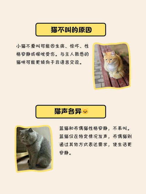 为什么有些猫爱叫有些猫不爱叫