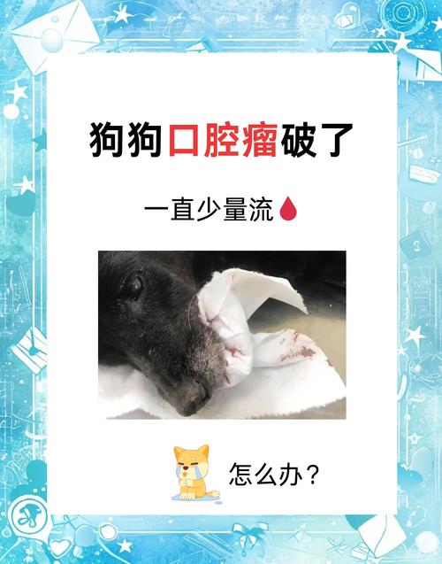 狗狗舌头破了,一直流血怎么办,她还一直舔,流的可多了。怎么办啊,好心疼...