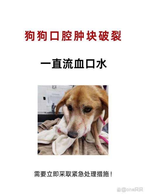 狗狗舌头被咬出血了该怎么办?