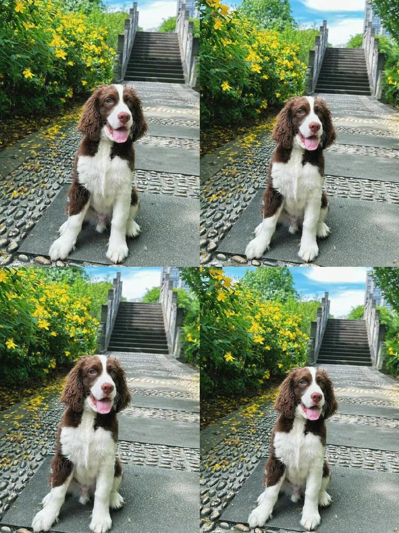 狗狗几个月生小孩子啊?