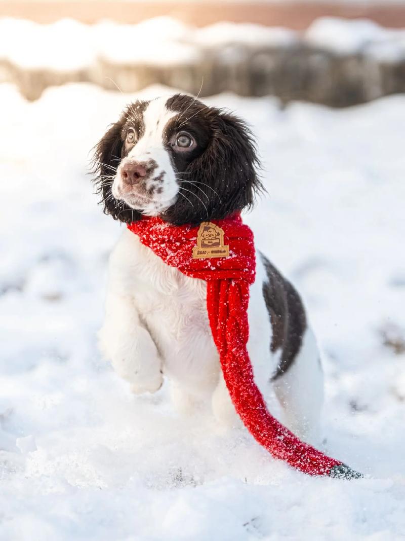 狗狗生宝宝间隔多久一个
