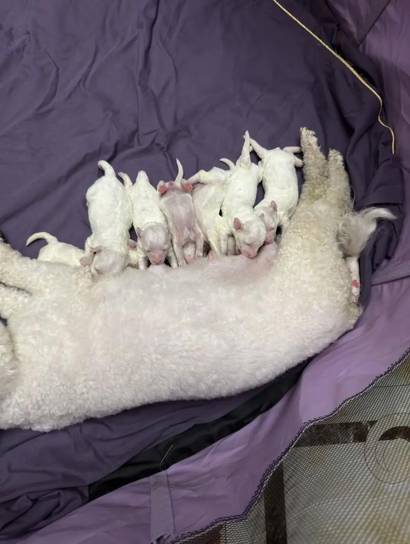 狗怀孕几个月生小狗