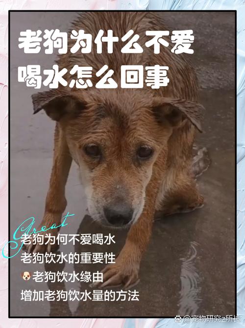 狗子不喝水是生病了吗