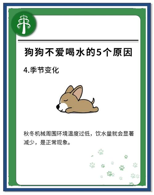 狗狗生病了为什么不喝水了