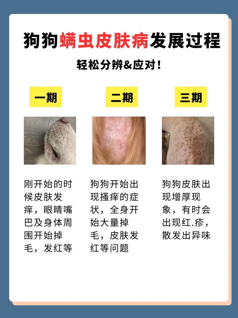 狗狗有螨虫该怎么办啊