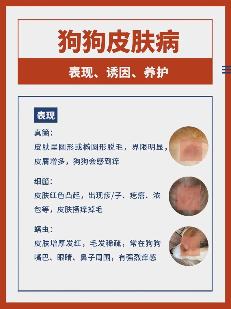 狗狗身上得了螨虫怎么治疗?