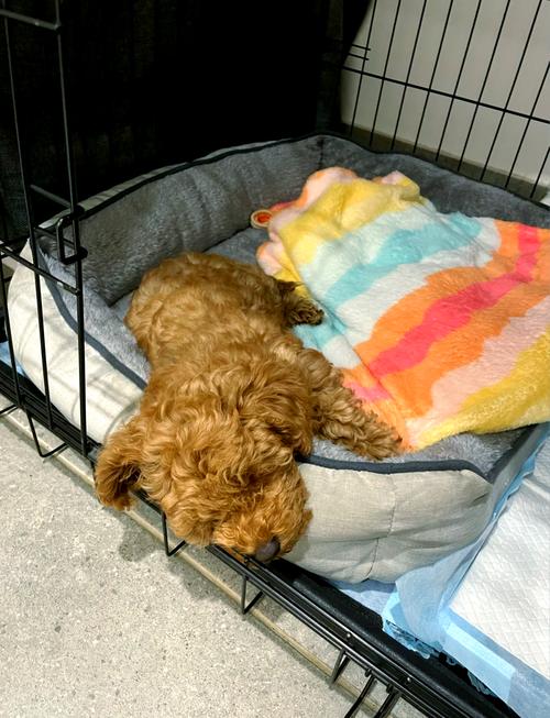 狗狗不愿意住笼子怎么办?