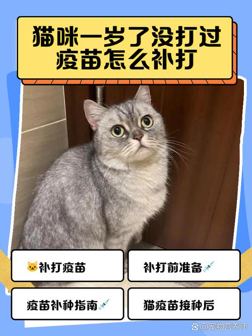 猫1岁了打疫苗晚不晚