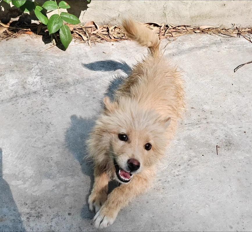 为什么有的狗狗特别活泼