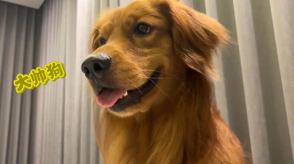 ...还会来咬你的手越打它就越是这样,疯了半小时左右才安静下,狗狗...