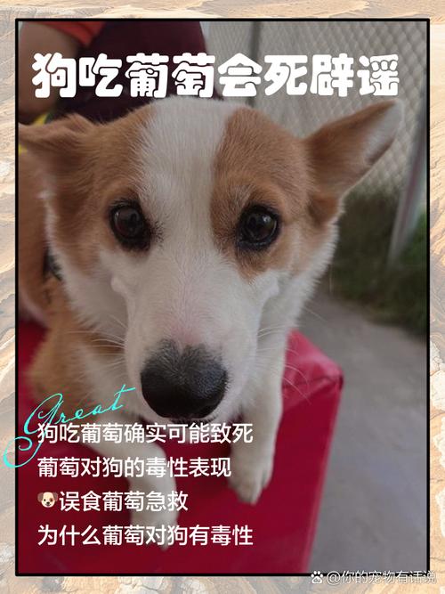 泰迪吃了葡萄怎么办