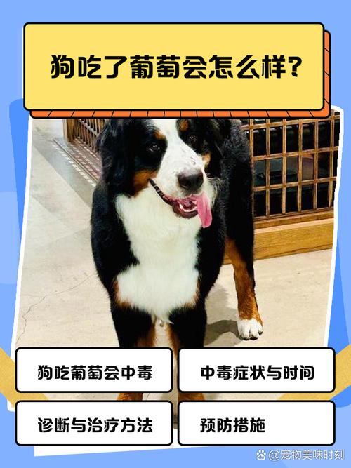 狗狗吃了葡萄怎么办刚刚狗狗偷吃了五六个葡萄,现在呼