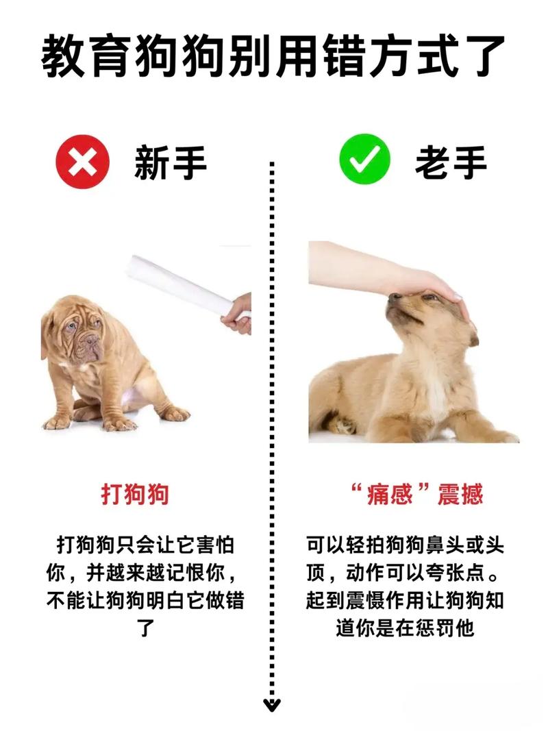 狗狗犯错了怎么正确的教训狗狗犯错了正确的教训技巧