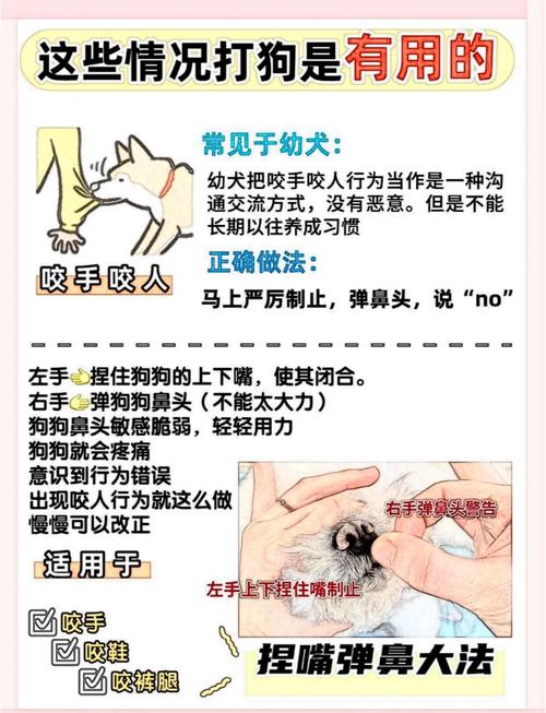 训练狗狗不能以暴制暴