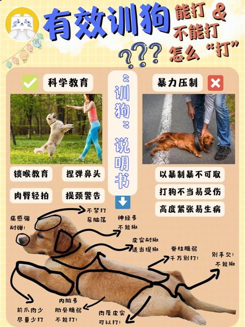 教训狗狗应该打哪里