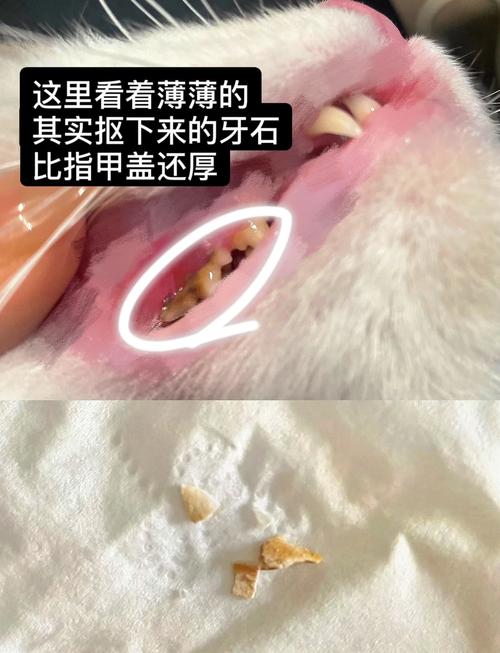 猫猫牙结石怎么去除