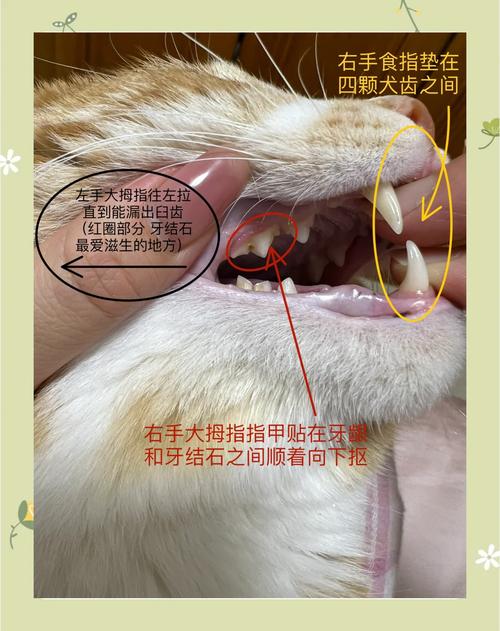 猫咪牙结石应该怎么处理比较好?