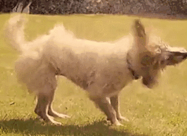 狗狗经常抖动全身的毛