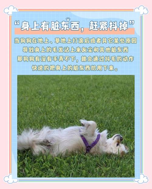 狗狗为什么老抖毛