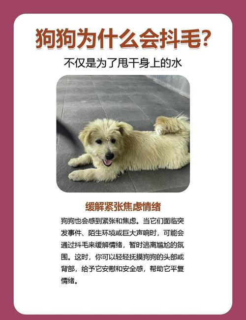 狗狗总抖毛是怎么回事