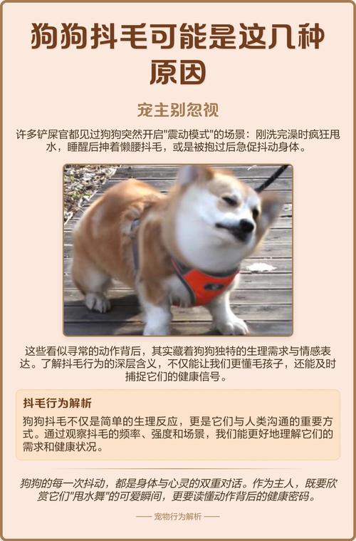 狗频繁抖毛正常吗