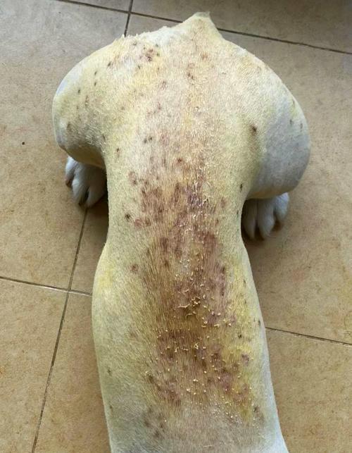 狗狗被真菌感染后有哪些症状?