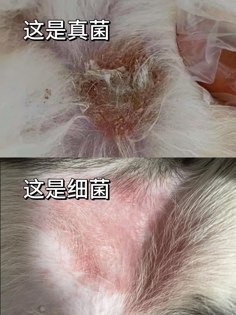 狗狗真菌感染的症状