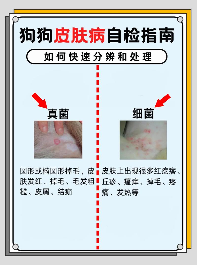 狗狗皮肤病细菌和真菌区别