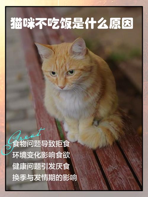 猫咪几天不吃饭会饿死猫咪不吃饭的原因