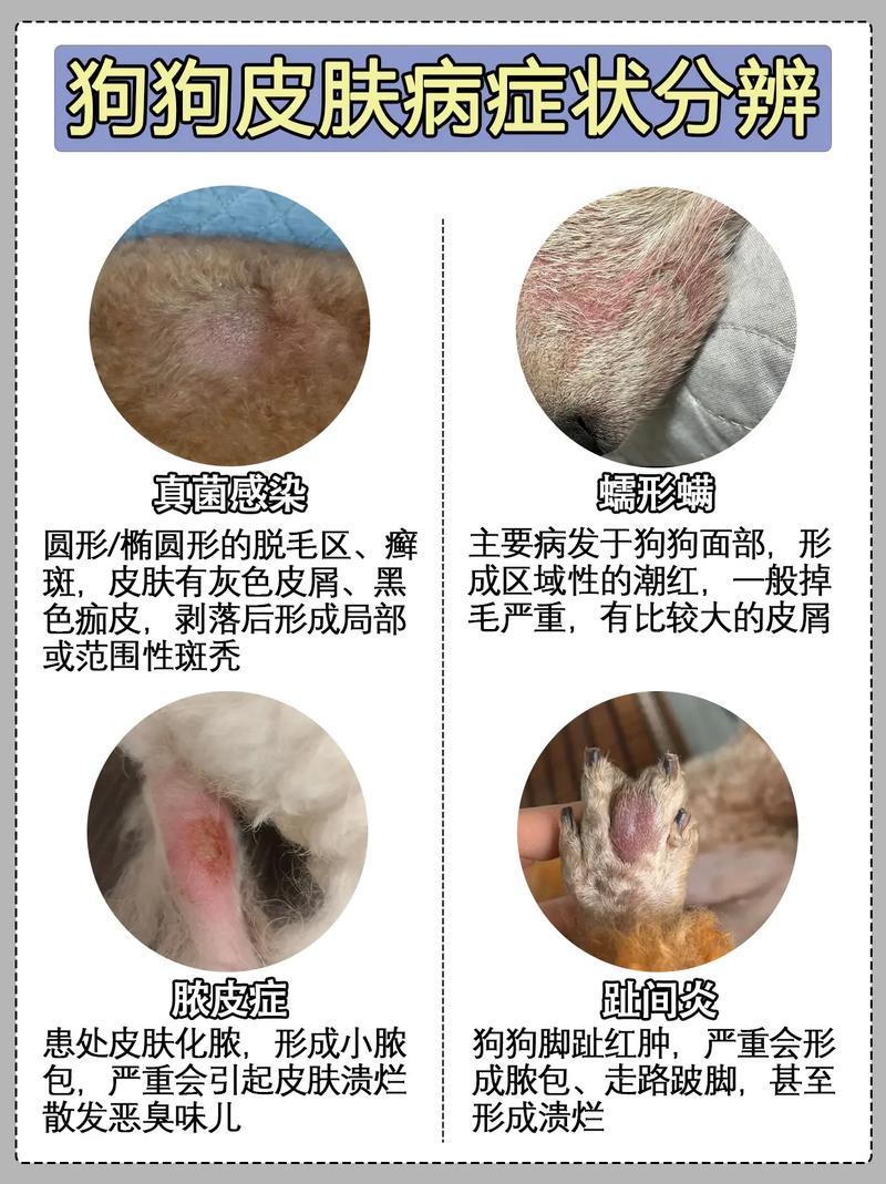 狗狗得皮肤病能自愈吗?