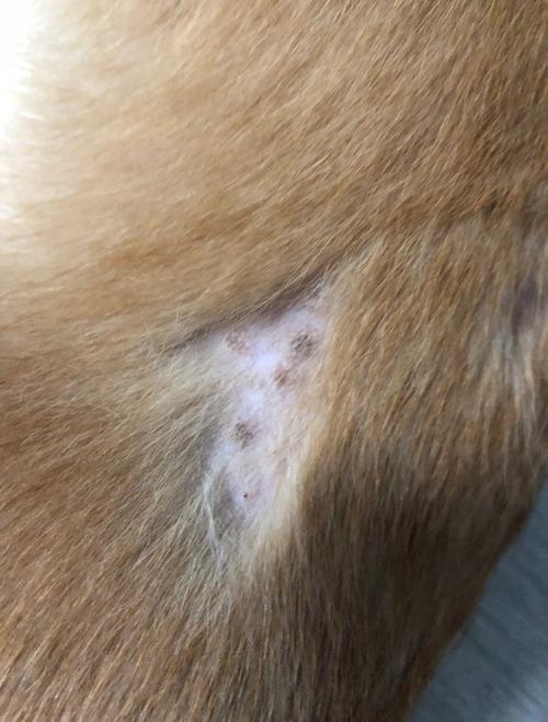 狗狗的皮肤病自己会自愈吗