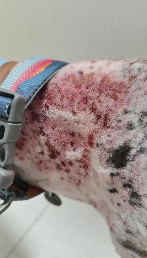 狗得了皮肤病能自愈吗