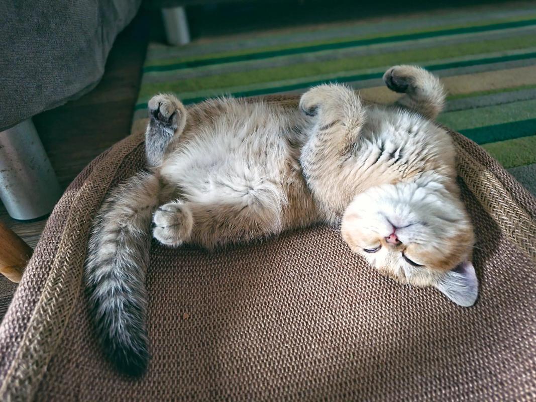 猫咪一直睡觉是因为生病了吗?