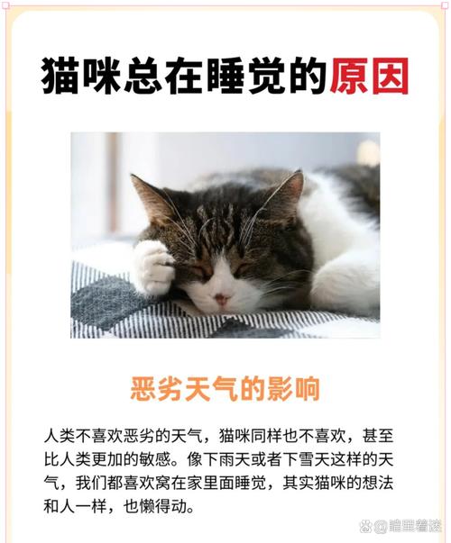 猫咪夏天为什么老是睡觉