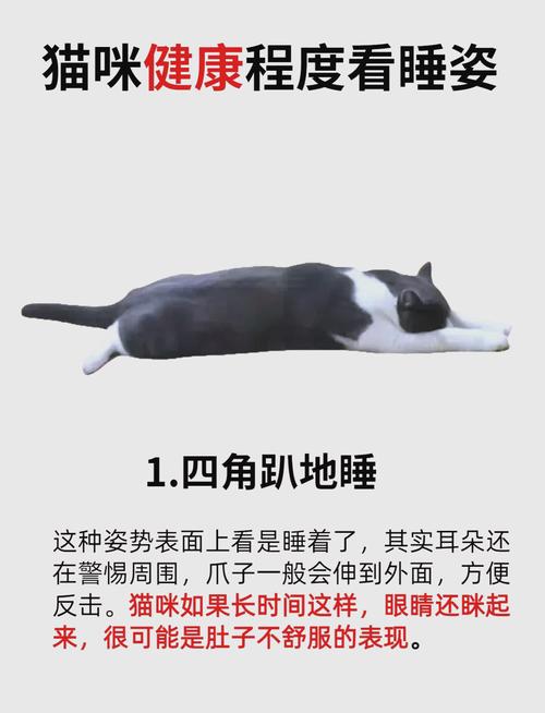 猫咪为什么白天一直睡觉?该如何改善?