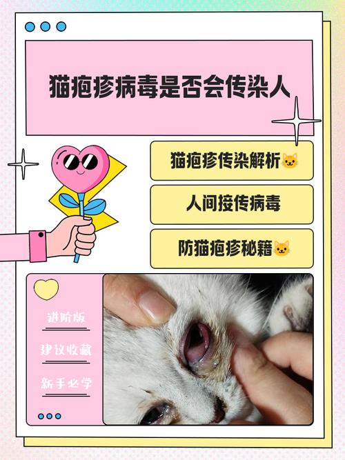 猫的疱疹病毒会传染人吗